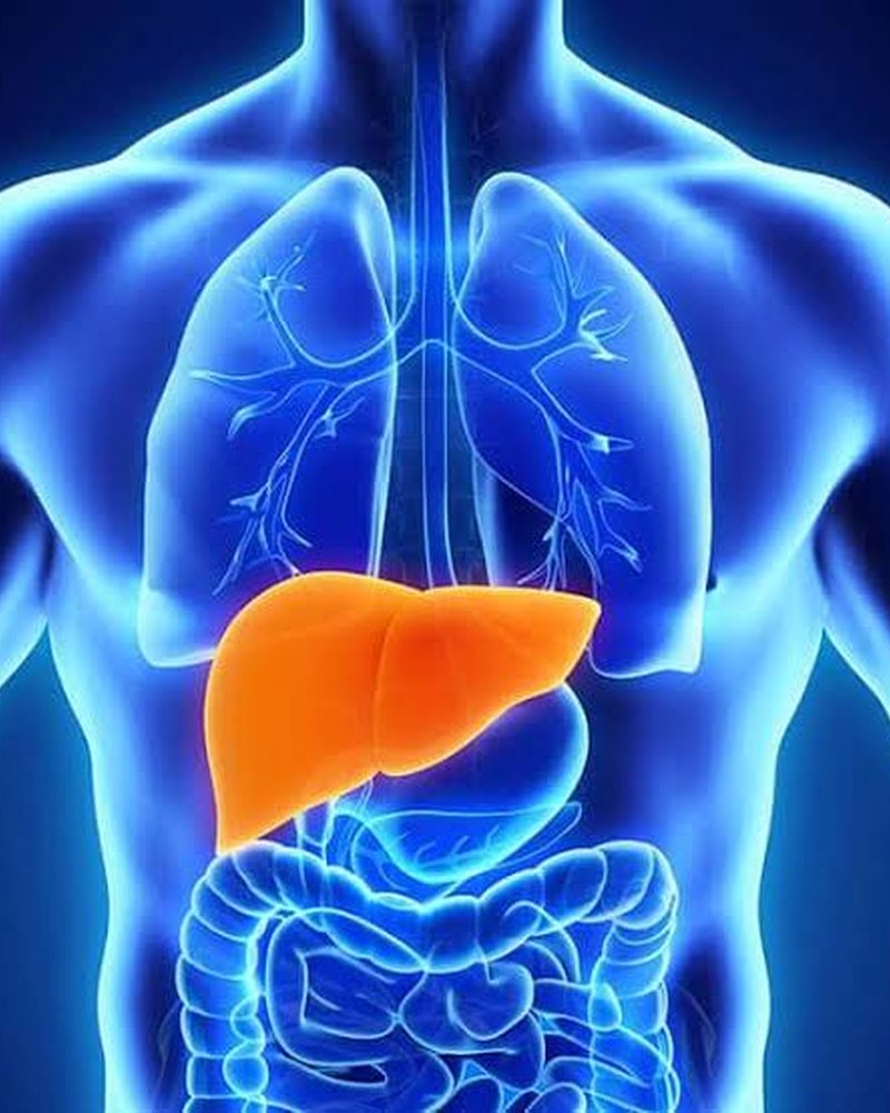 Hígado destacado en el cuerpo humano — Hepatología
